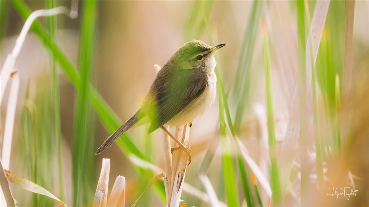 Paddyfield Warbler