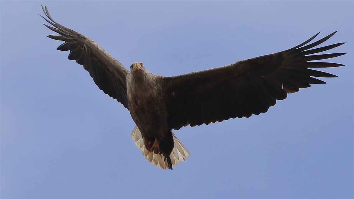 Akkuyruklu kartal