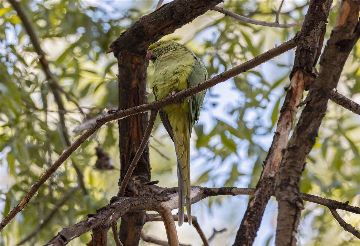 Rose-ringed Parakeet