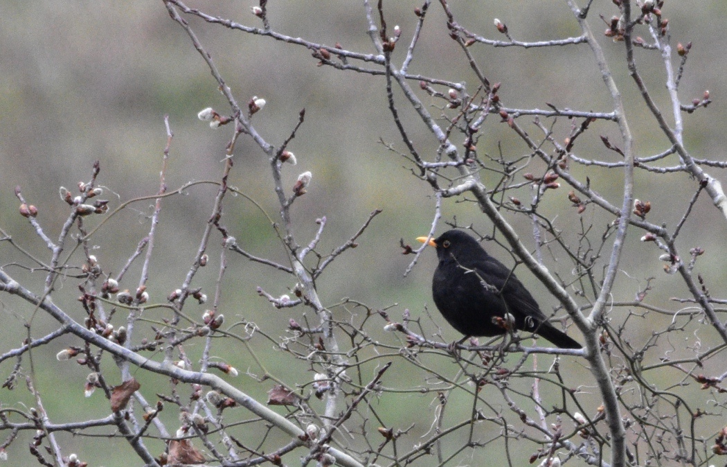 Common Blackbird