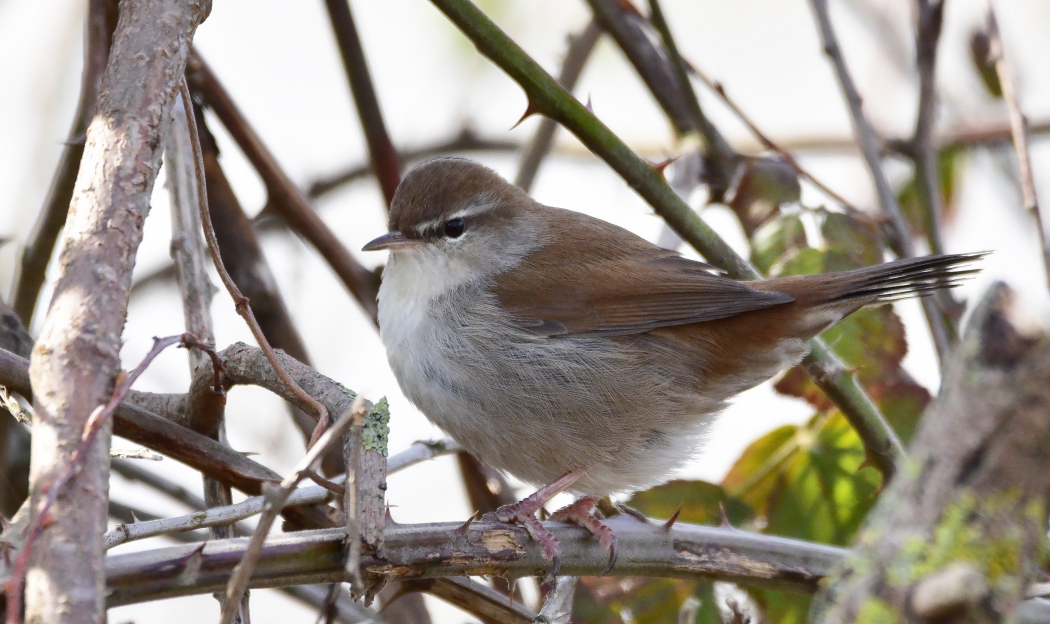 Cetti`s Warbler
