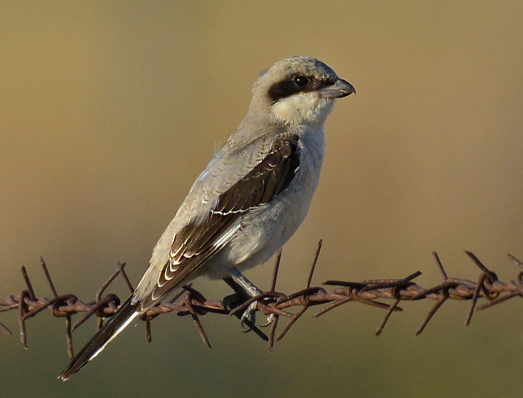 Lesser Grey Shrike