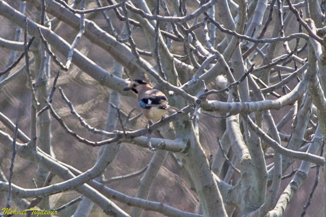 Eurasian Jay