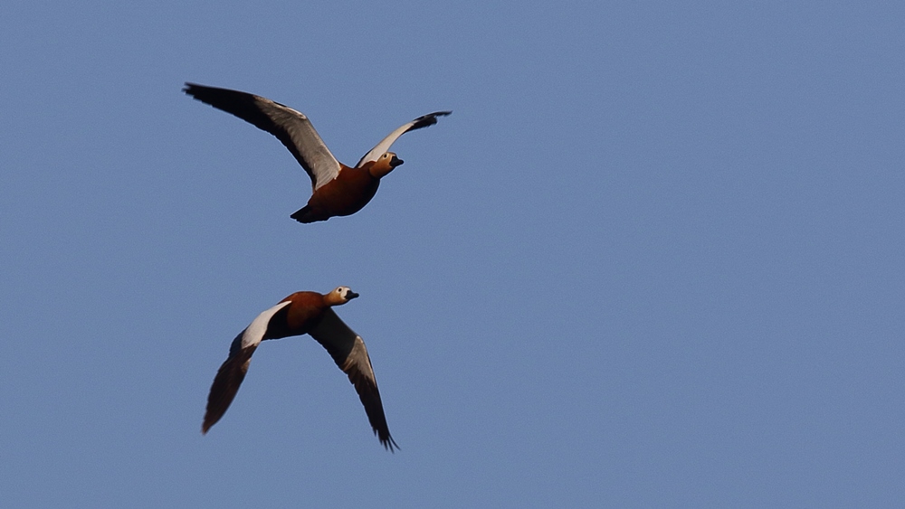 Ruddy Shelduck