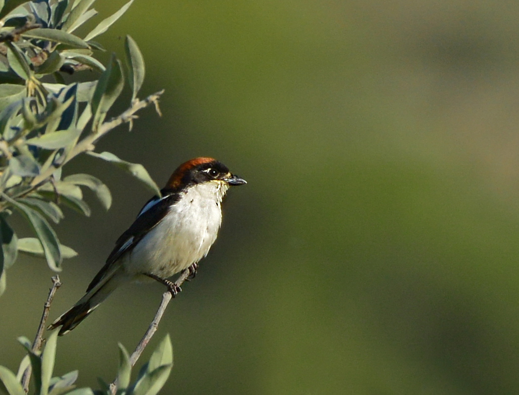 Woodchat Shrike