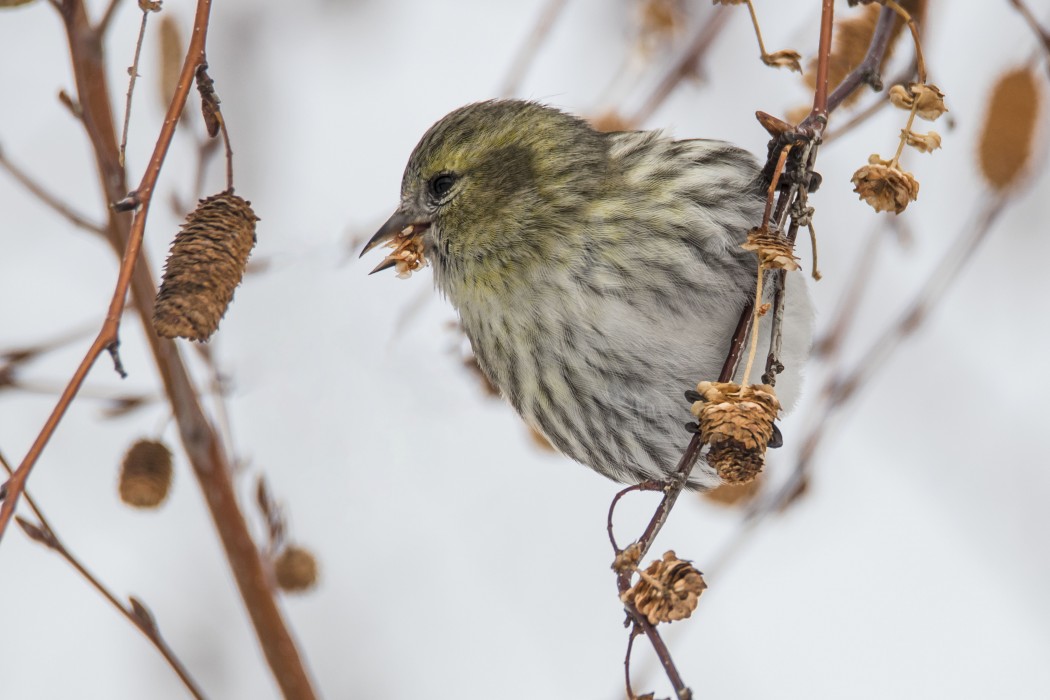 Eurasian Siskin