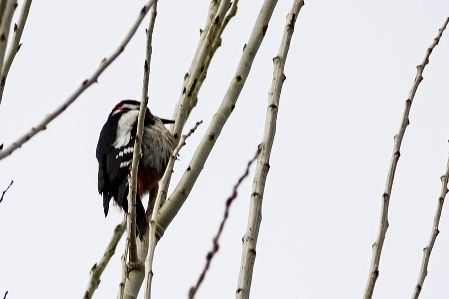 Great Spotted Woodpecker