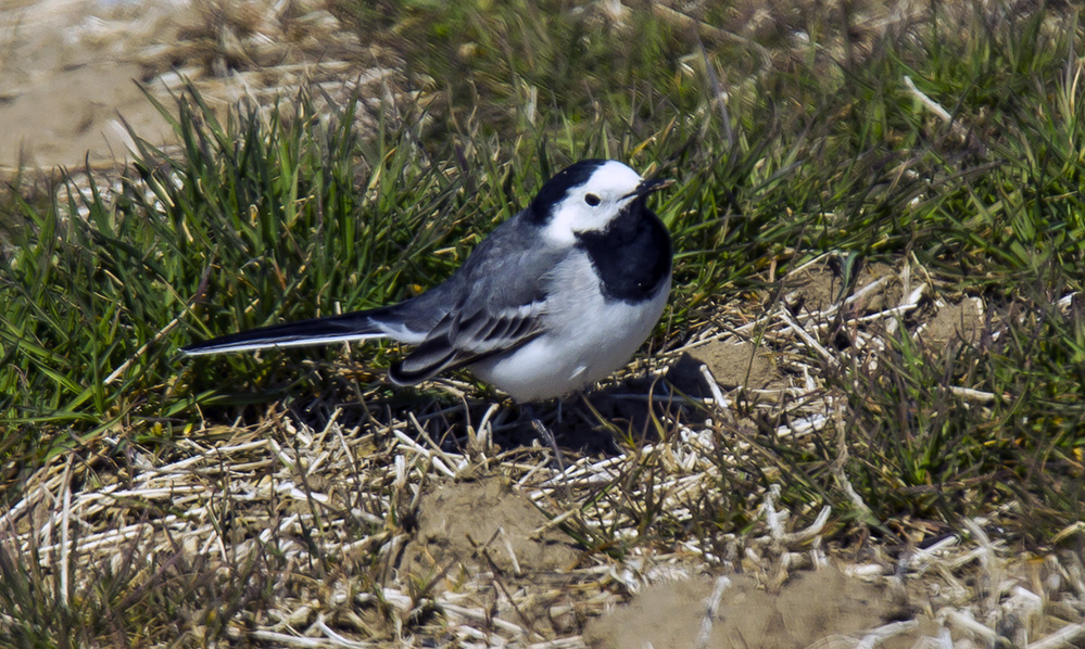 White Wagtail