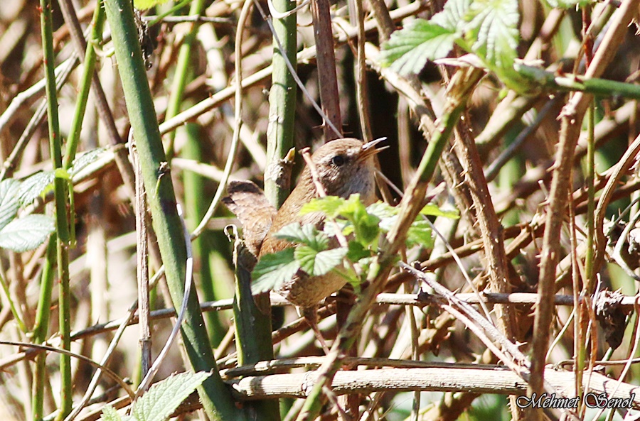 Eurasian Wren