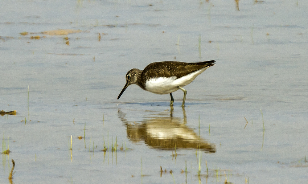 Green Sandpiper
