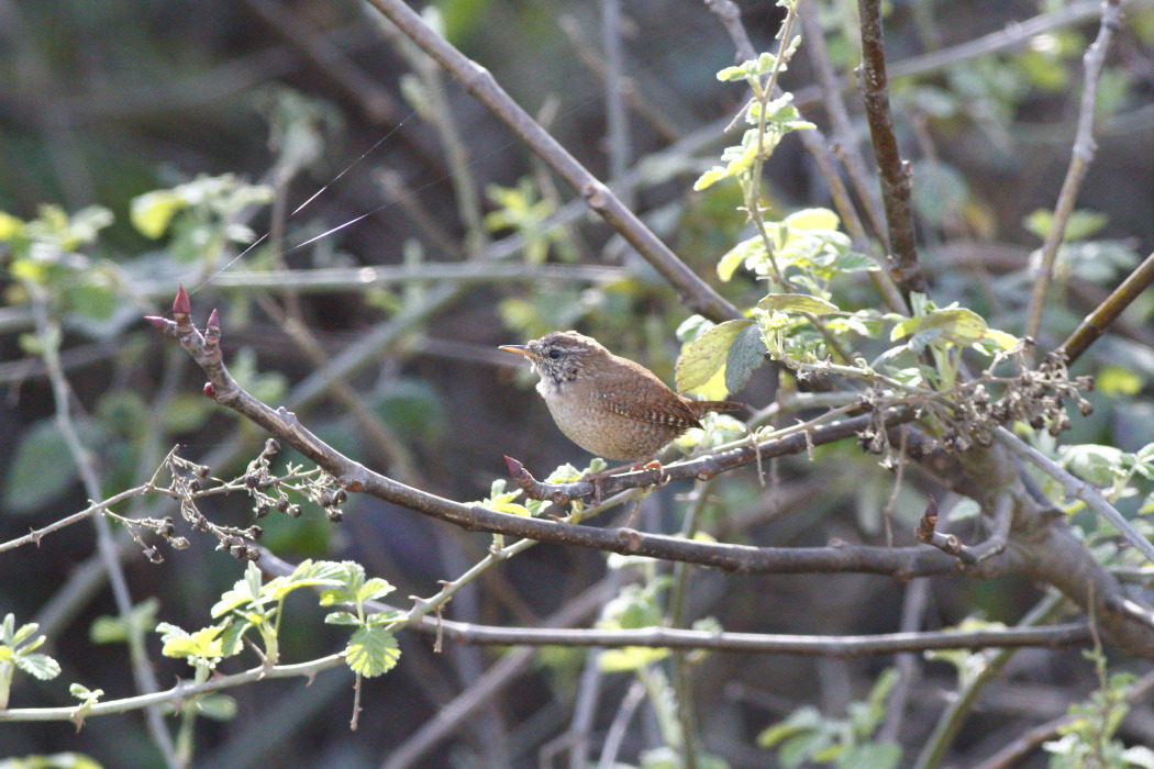 Eurasian Wren