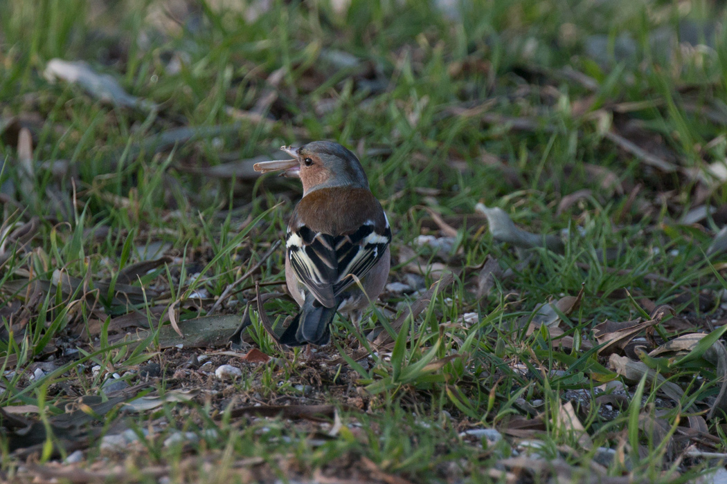 Eurasian Chaffinch