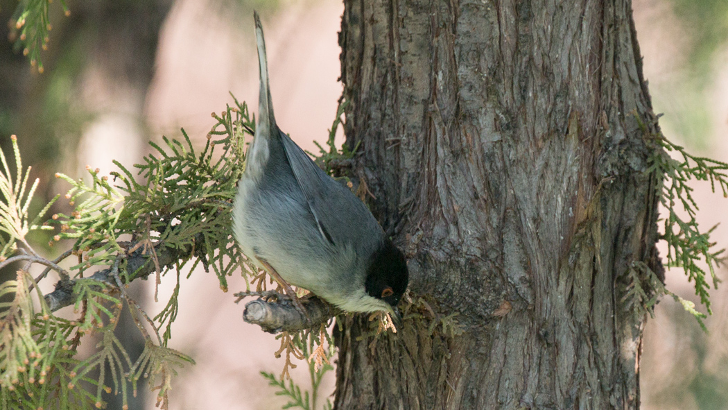 Sardinian Warbler