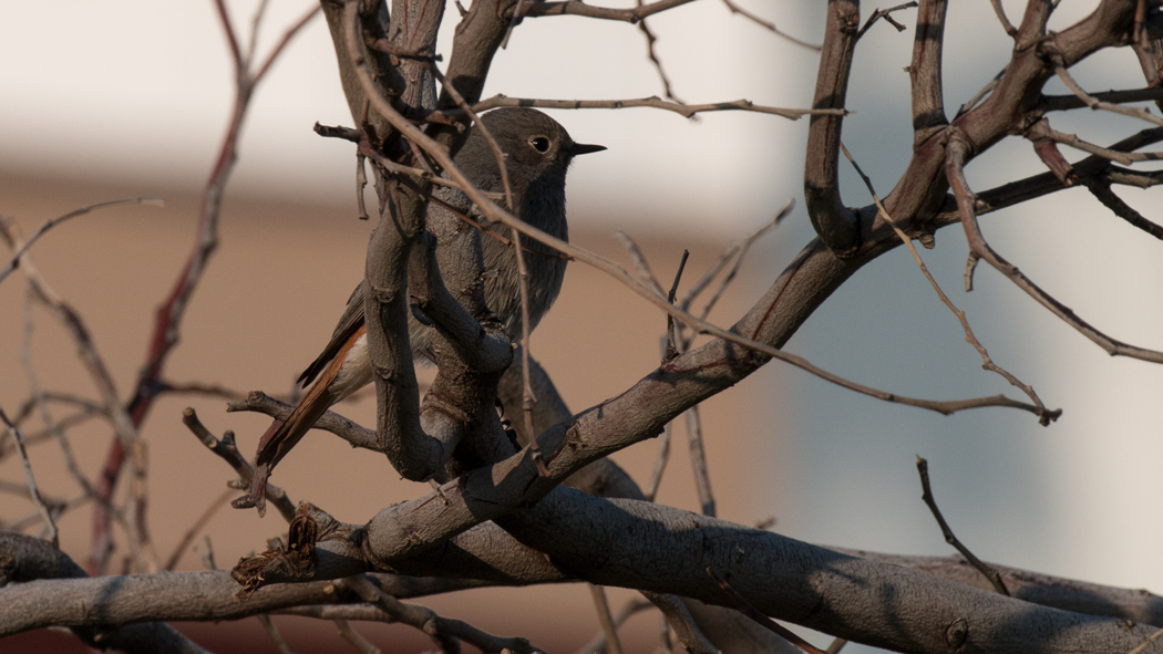 Black Redstart