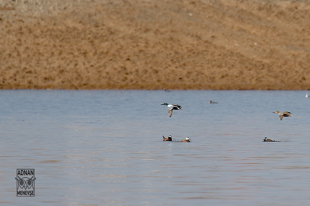 Northern Shoveler