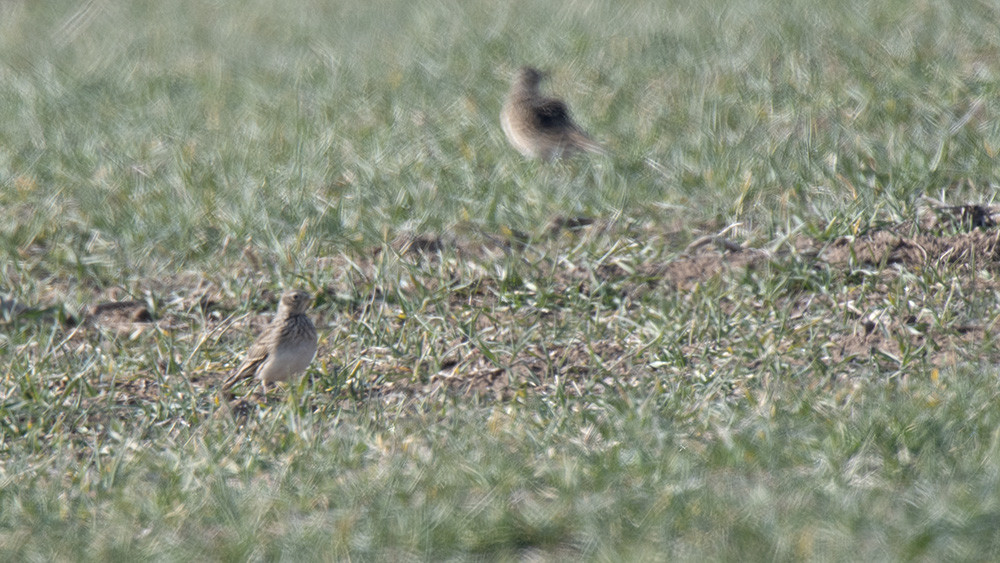 Eurasian Skylark