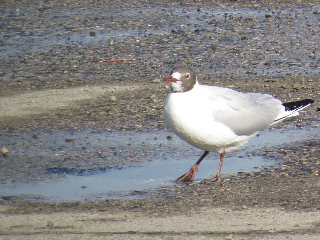 Black-headed Gull
