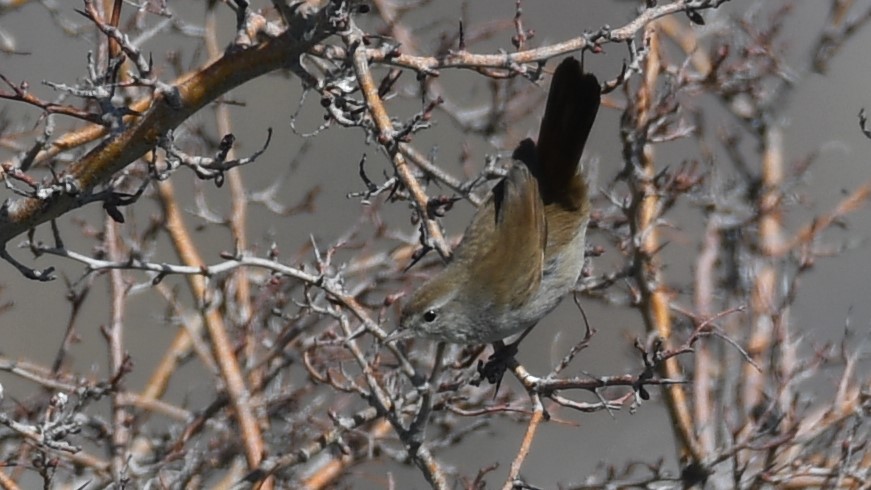 Cetti`s Warbler