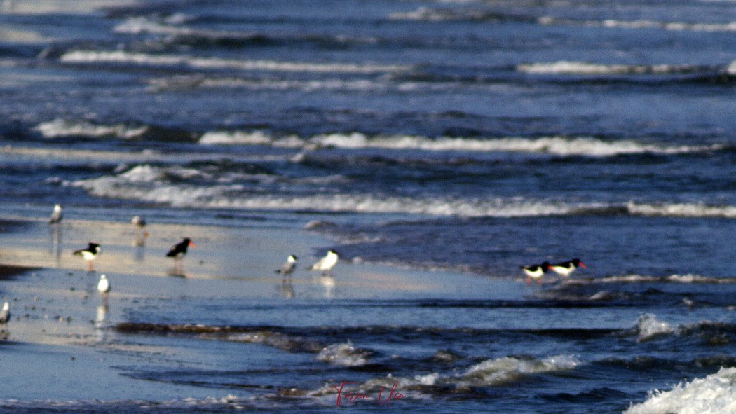 Eurasian Oystercatcher