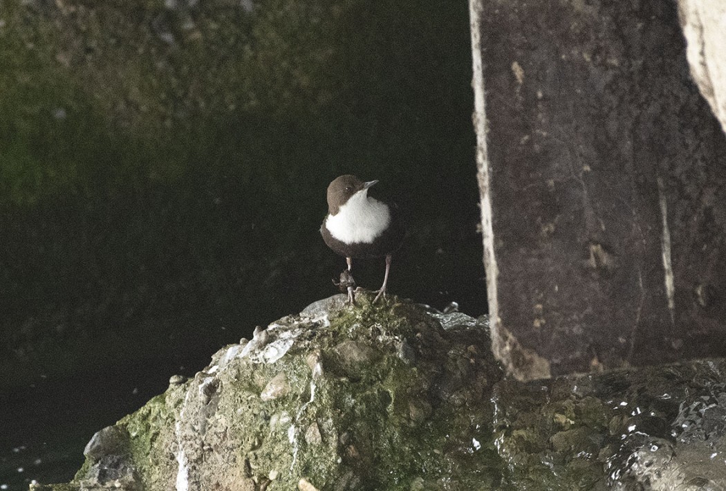 White-throated Dipper