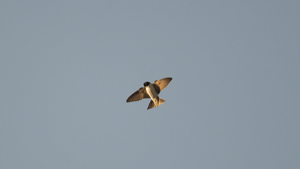 Western House Martin
