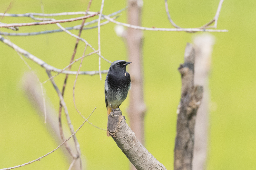 Black Redstart