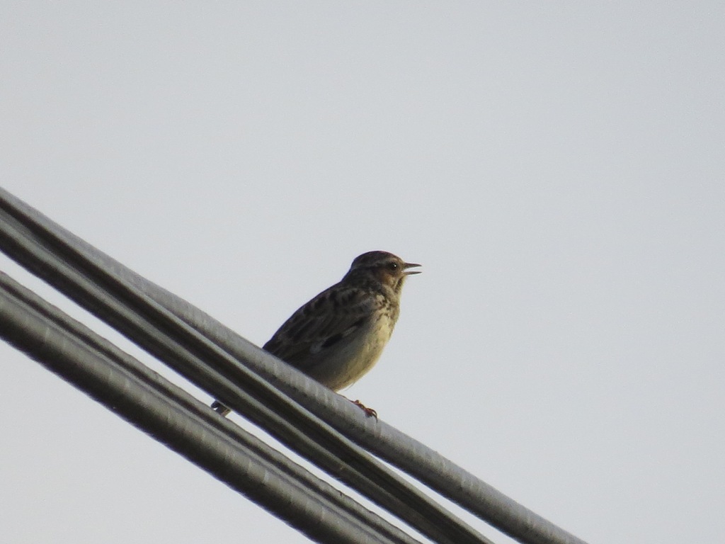 Orman Toygarı