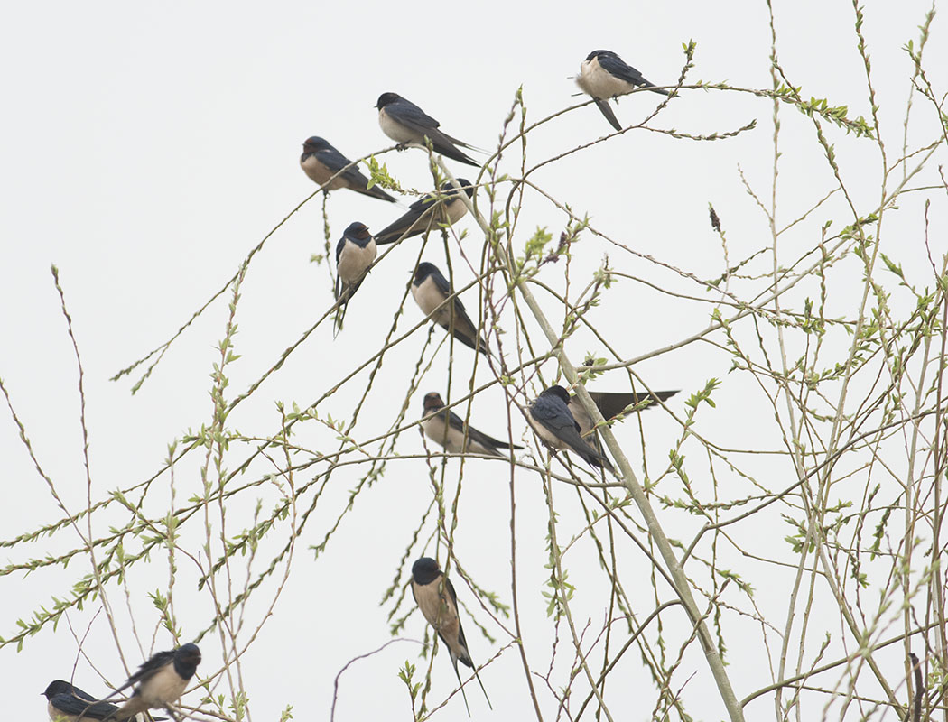 Kır kırlangıcı