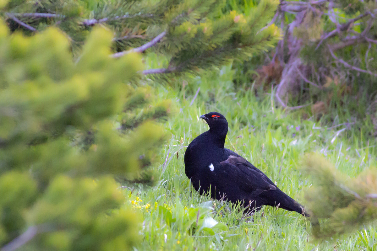 Caucasian Grouse