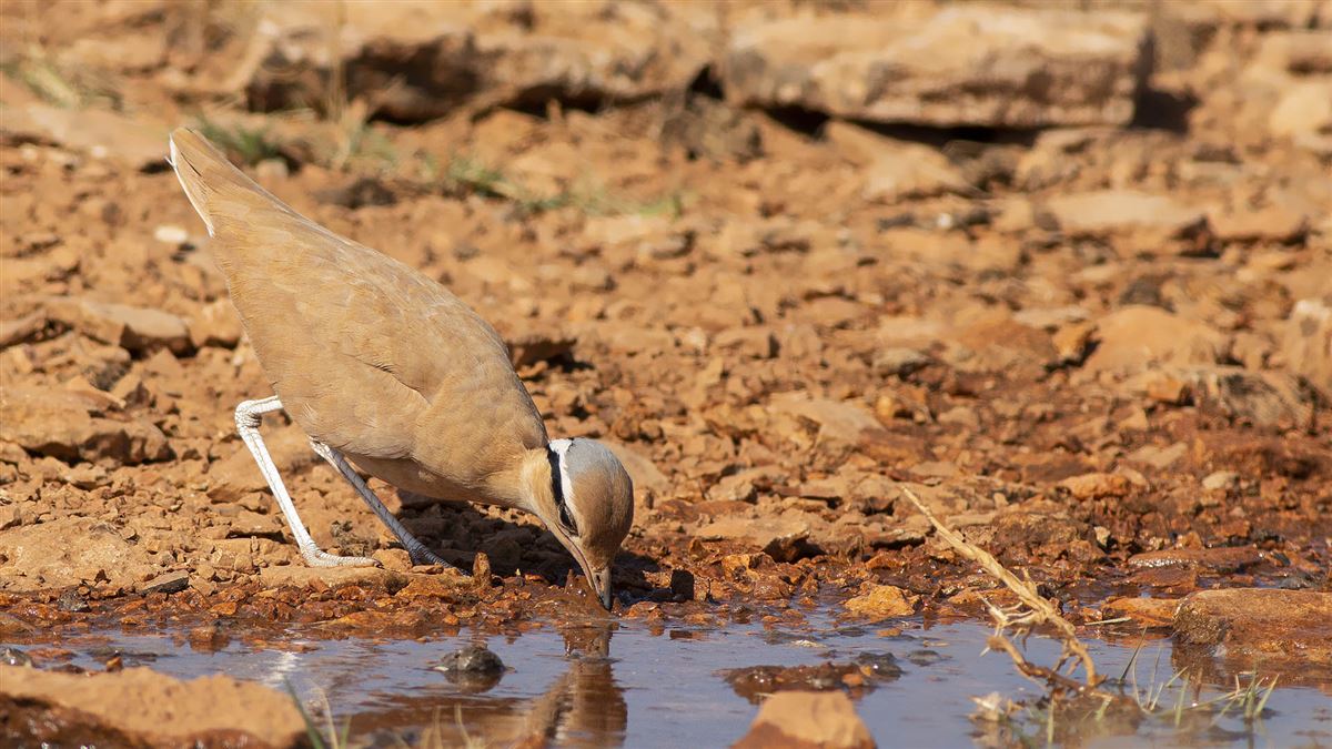 Cream-colored Courser