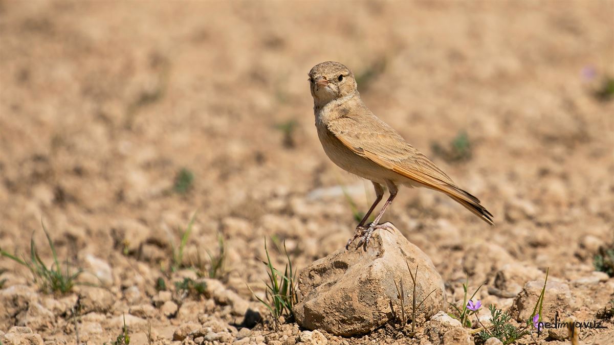 Bar-tailed Lark