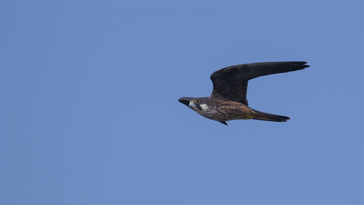 Eleonora`s Falcon