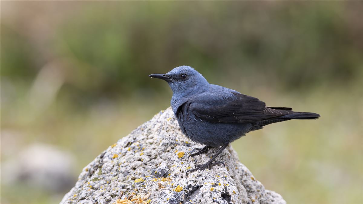 Blue Rock Thrush