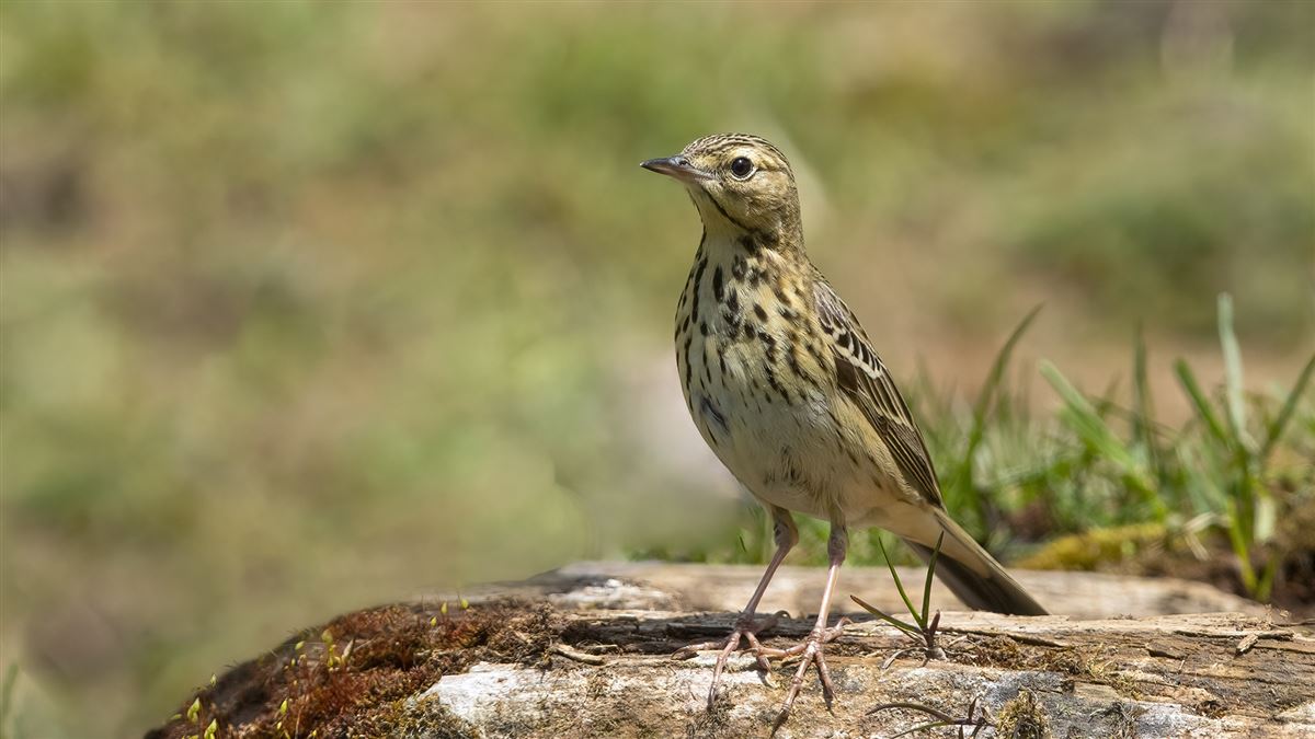 Tree Pipit
