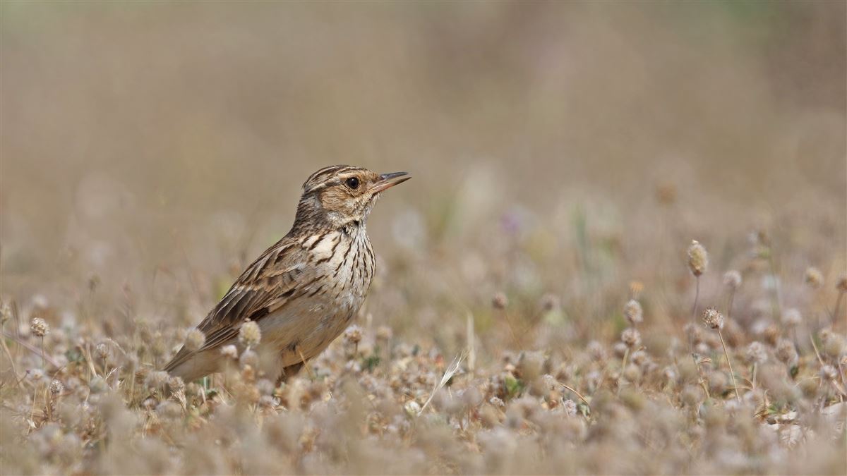 Woodlark