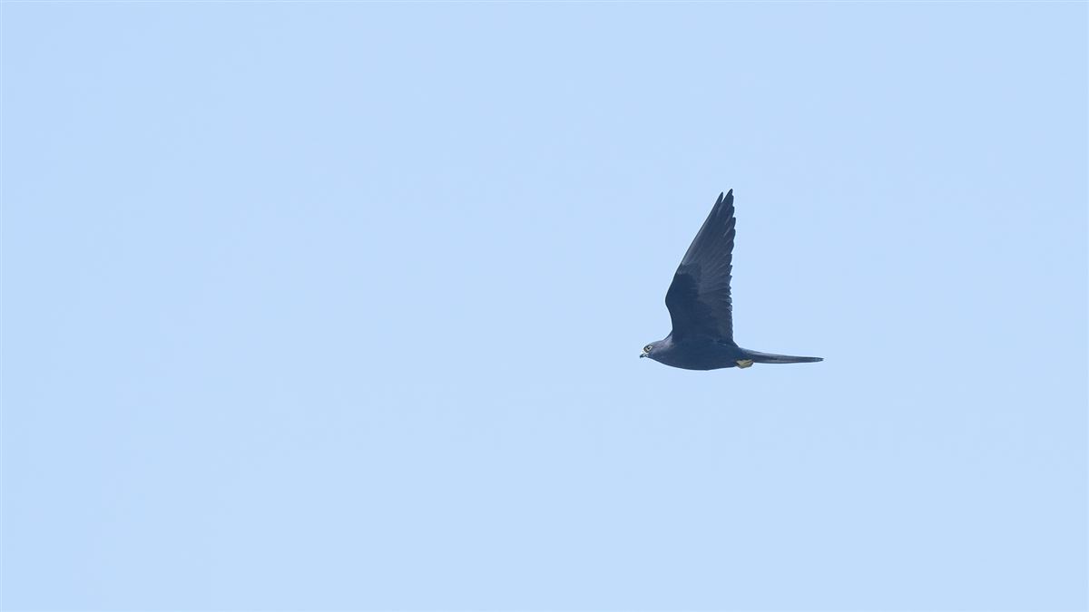 Eleonora`s Falcon