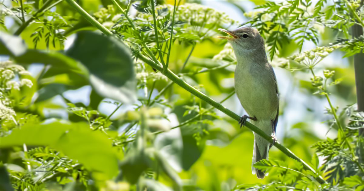Eastern Olivaceous Warbler