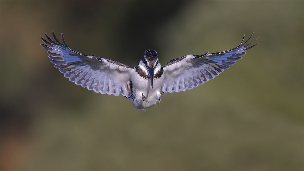 Pied Kingfisher