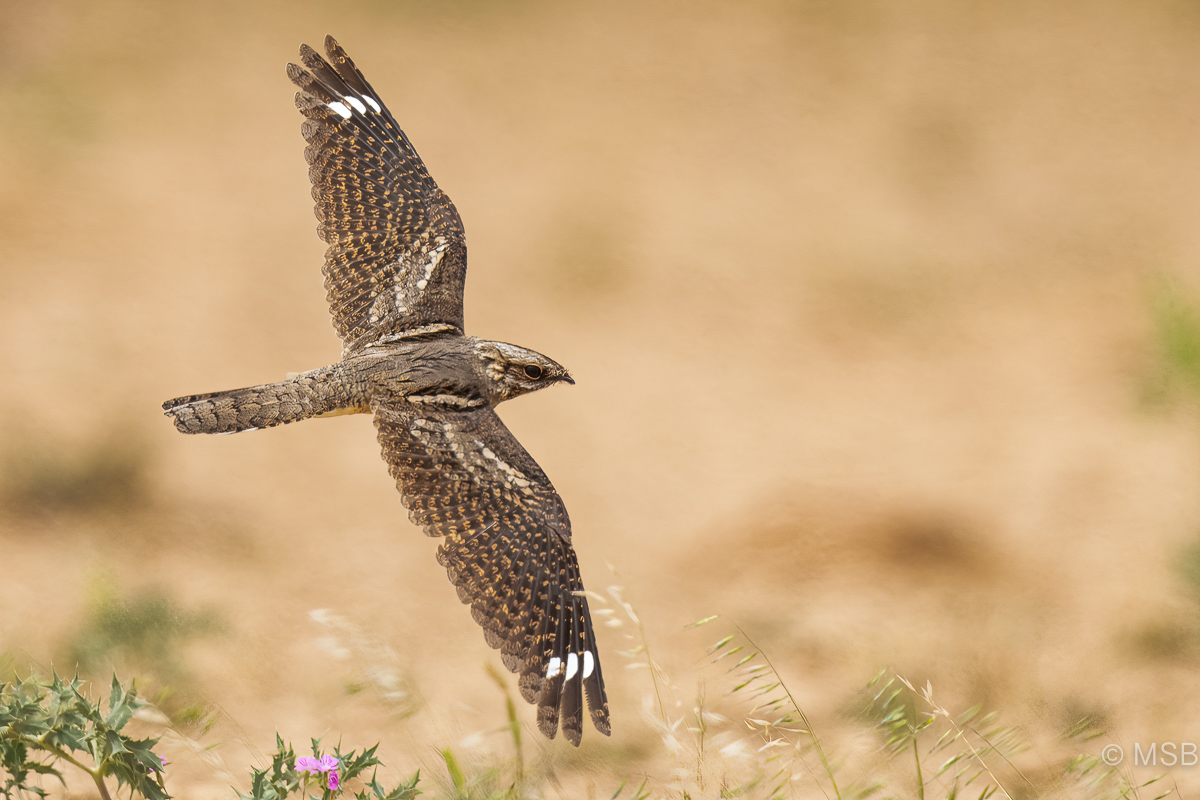 European Nightjar