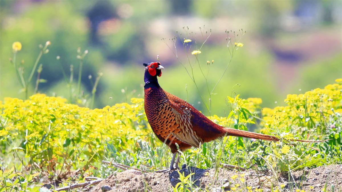 Common Pheasant