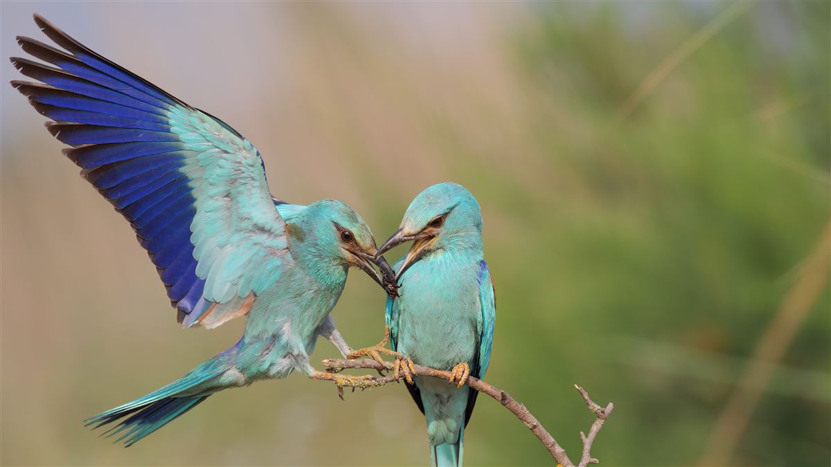 European Roller