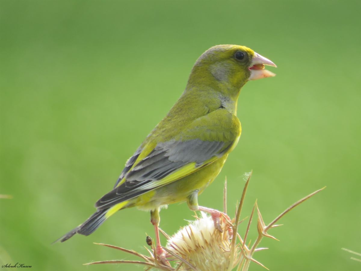 European Greenfinch