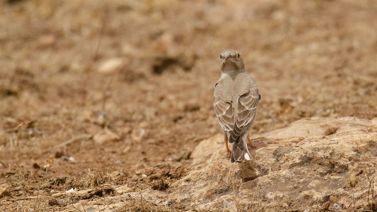 Pale Rockfinch