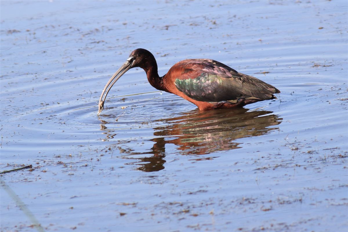 Glossy Ibis
