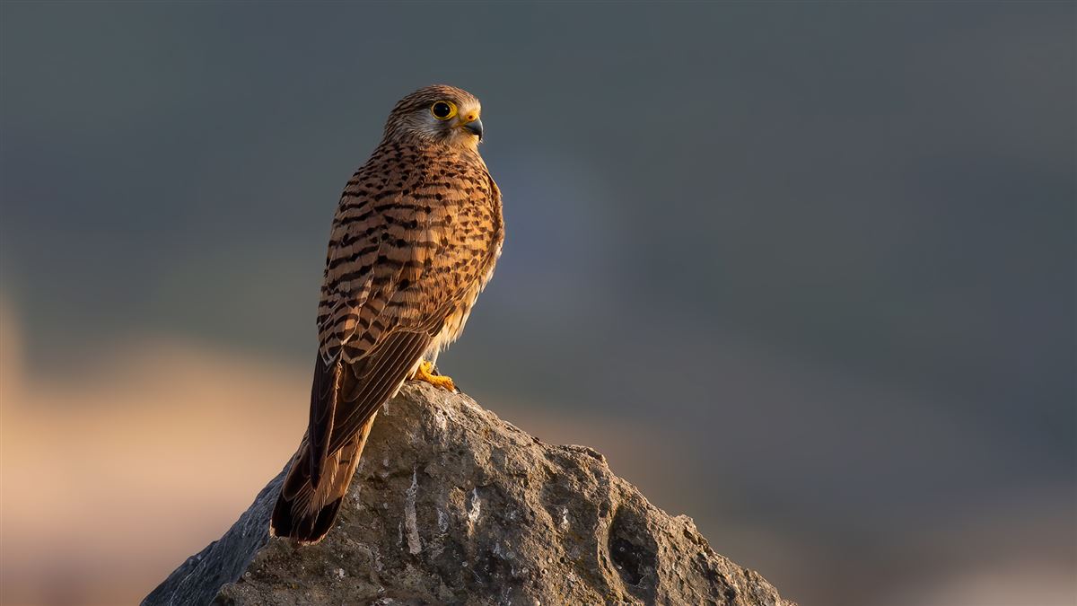 Common Kestrel