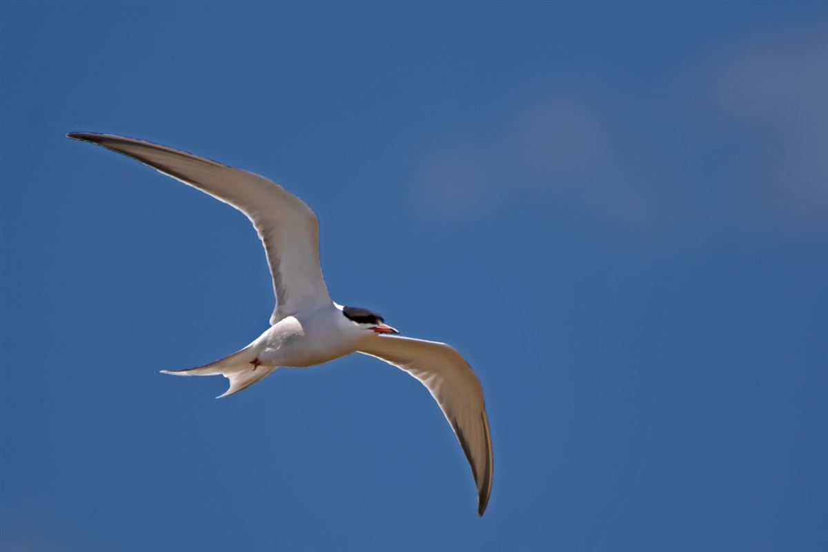 Common Tern