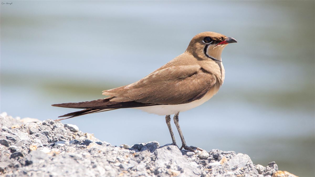 Collared Pratincole