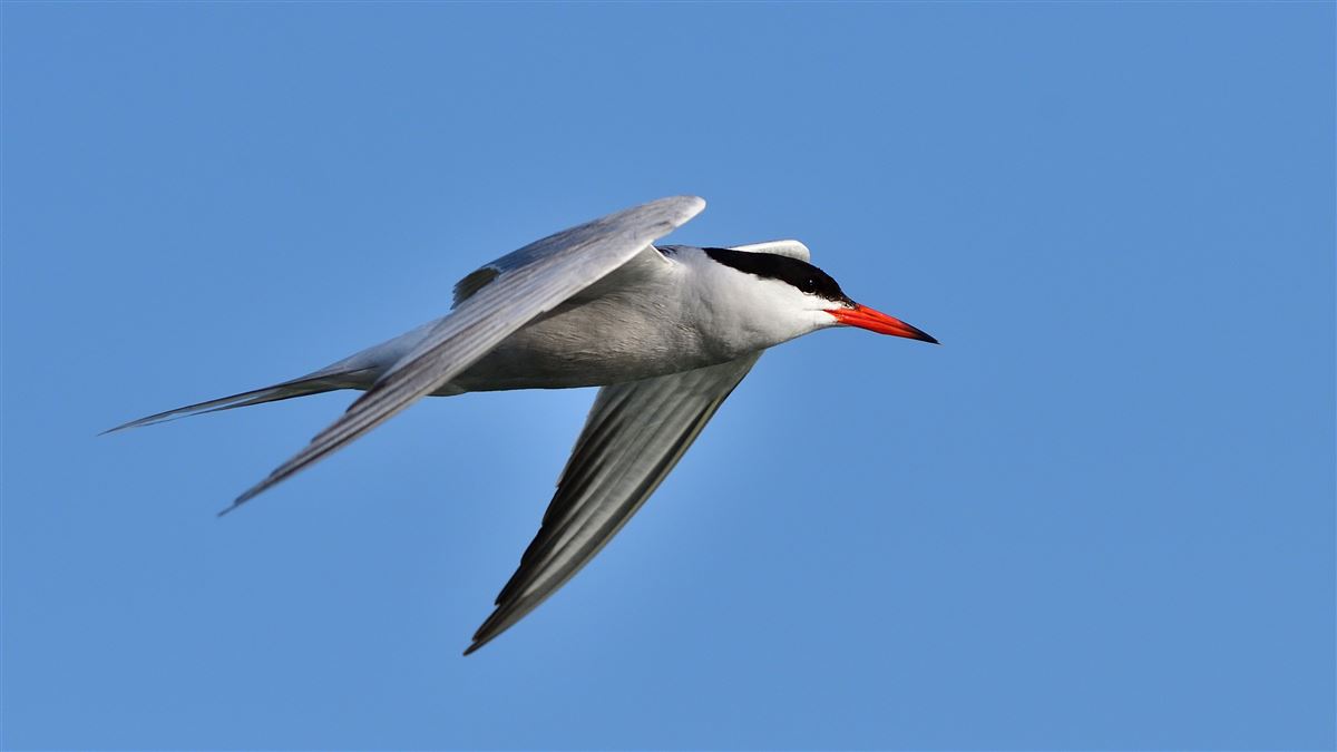 Common Tern