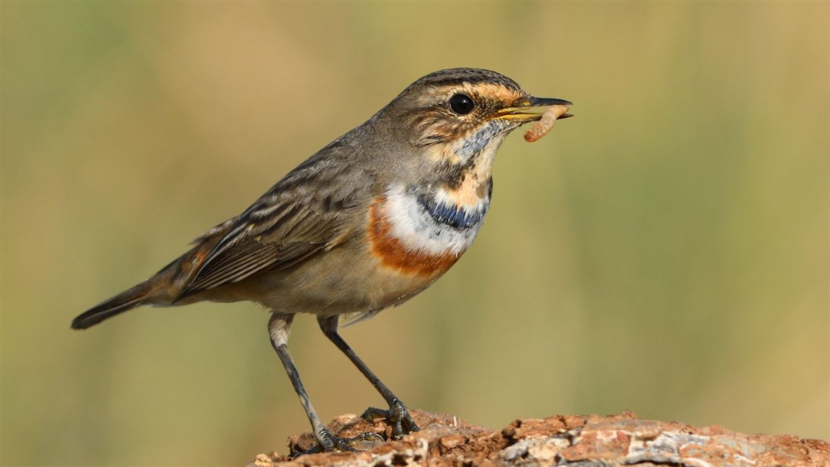 Bluethroat