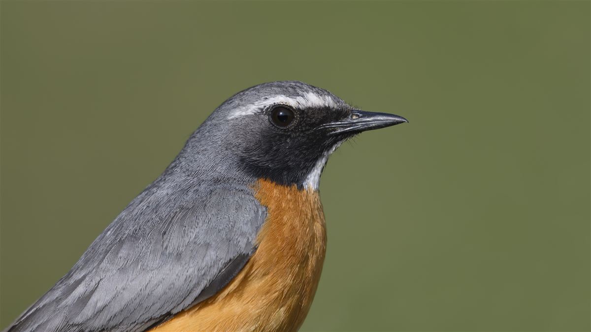 White-throated Robin
